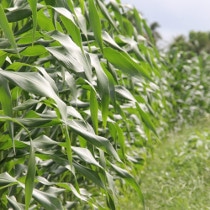 Impianti d'irrigazione e trasporto acque - Irrigation system and water transport - green corn - Giunti S.p.A.